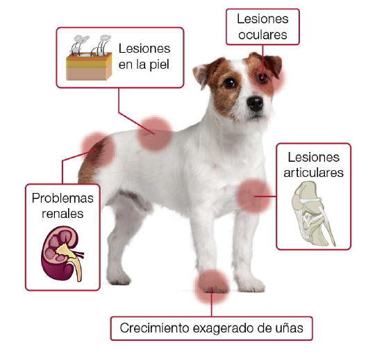 Leishmaniosis canina: preocuparme?