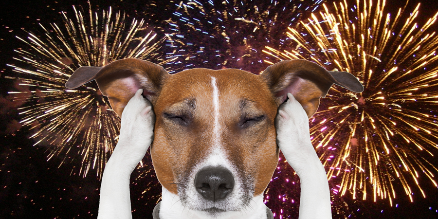 dog-fireworks2